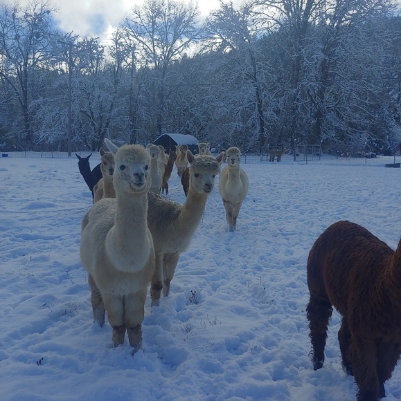 Meet your Posher, Stacie - Picture 2 of 8